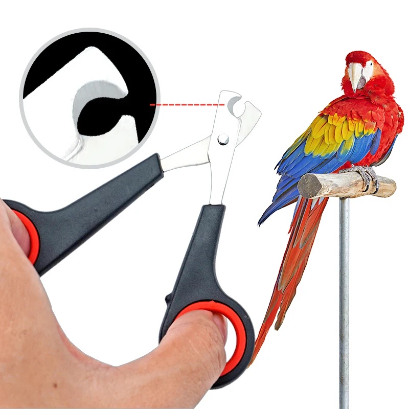 Dog Grooming Clippers - Gunting Kuku Burung Beo 12cm, Alat