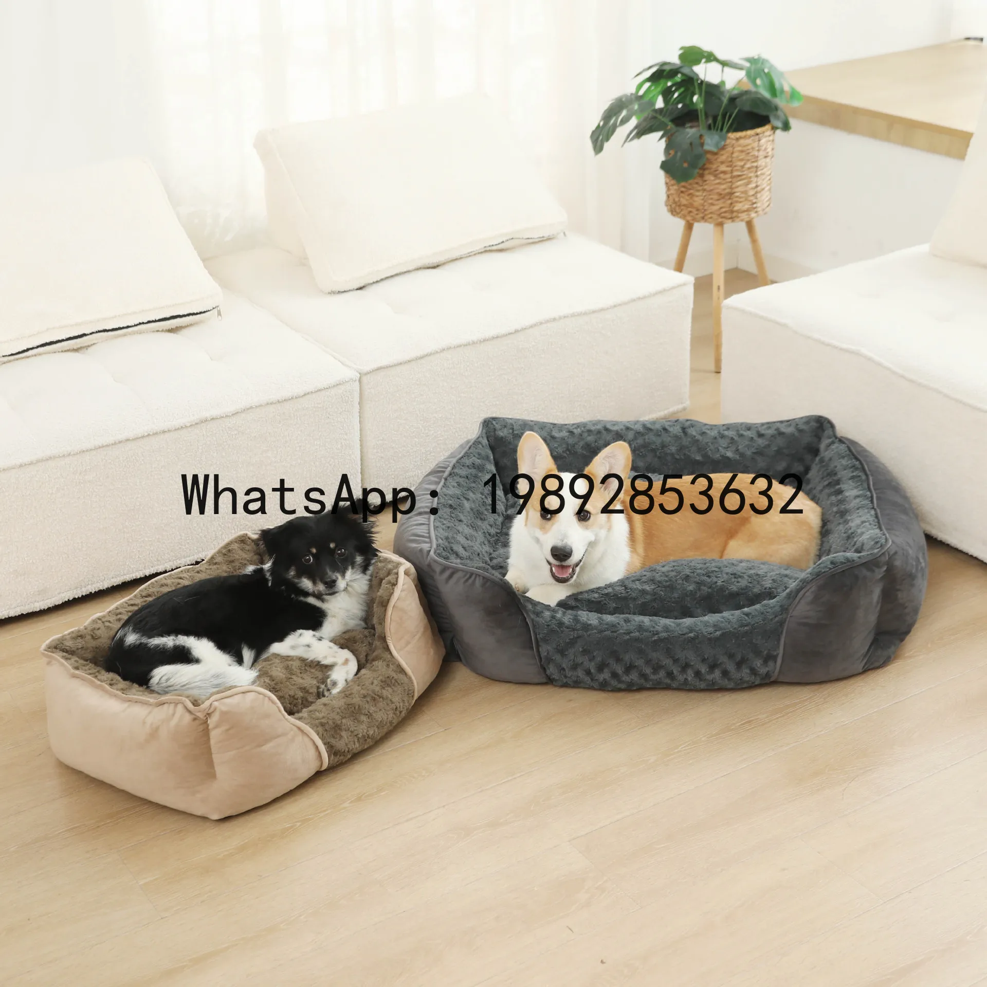 Pet X Supplies & Tack Reviews - Rumah kucing X, kandang anjing semi-tertutup,