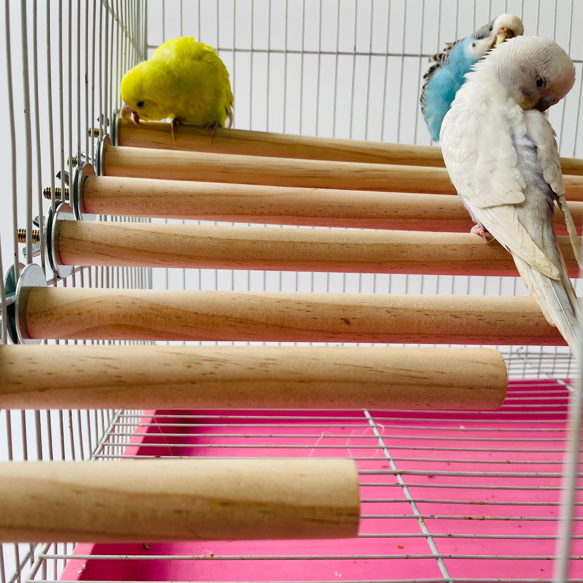Pet X Supplies & Tack Reviews - Burung Beo Hewan Peliharaan Mentah Berdiri