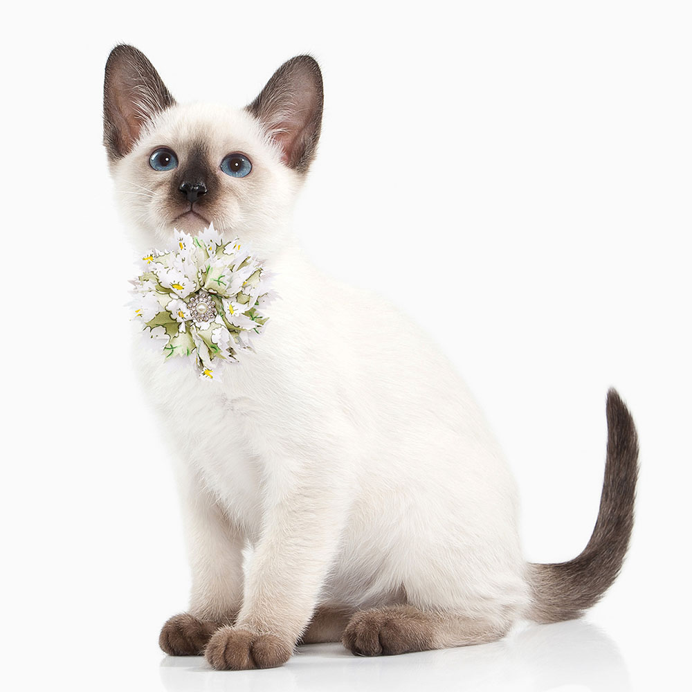10/20 buah kerah dasi kupu-kup - Pet Supplies Hours ulasan dan harga